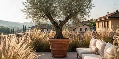 Terrazzo assolato a Cossato con ulivo in vaso, graminacee e sedute basse